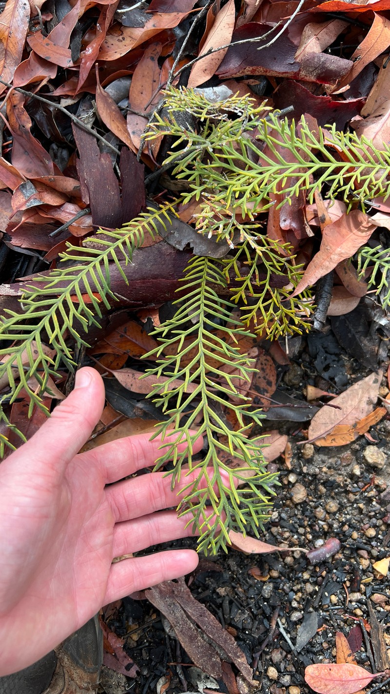 Banksia bipinnatifida subsp. bipinnatifida photo 2