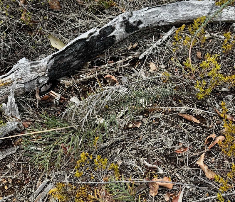 Banksia bipinnatifida subsp. bipinnatifida photo 3