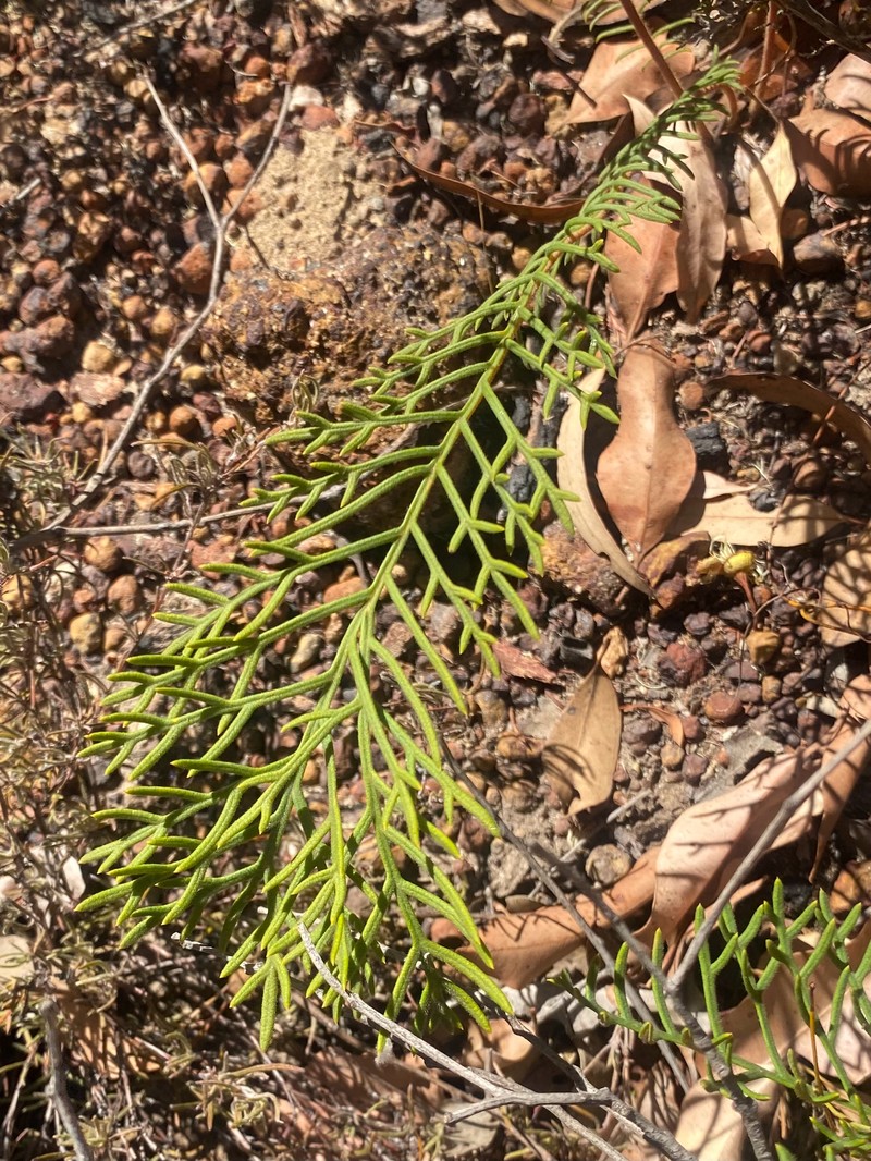 Banksia bipinnatifida subsp. bipinnatifida photo 4