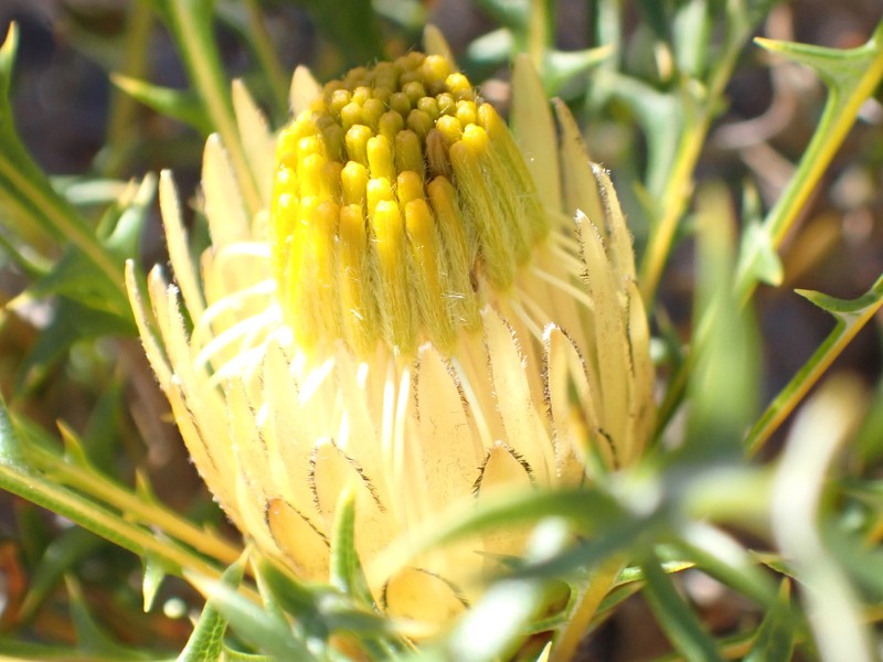 Banksia borealis subsp. borealis