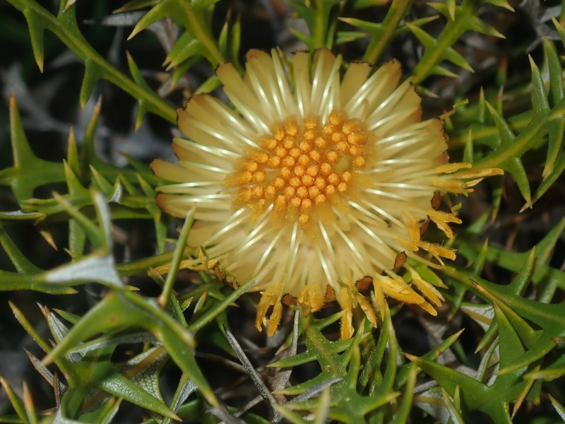 Banksia borealis subsp. borealis photo 2