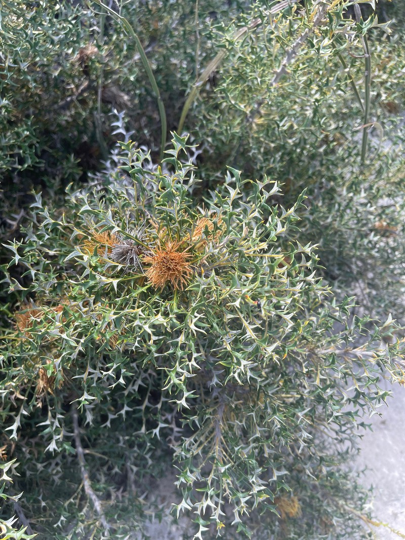 Banksia borealis subsp. borealis photo 3
