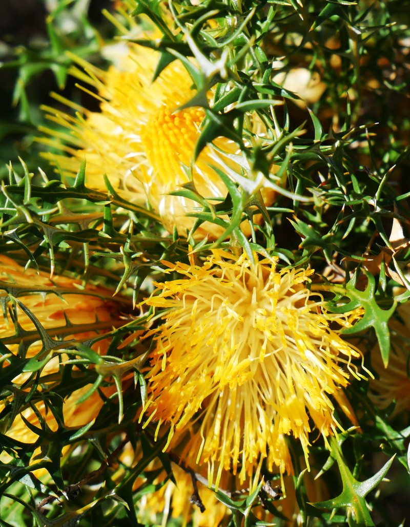 Banksia borealis subsp. borealis photo 4