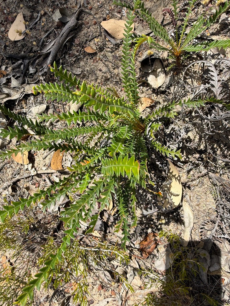 Banksia dallanneyi subsp. dallanneyi