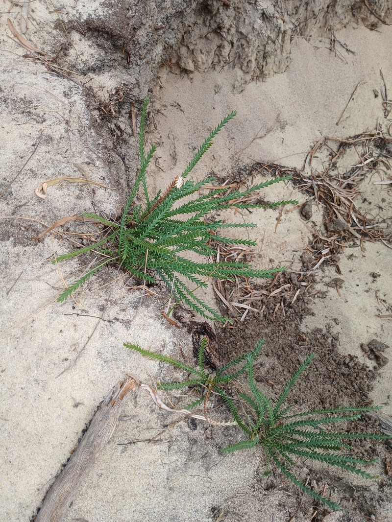 Banksia dallanneyi subsp. dallanneyi photo 2