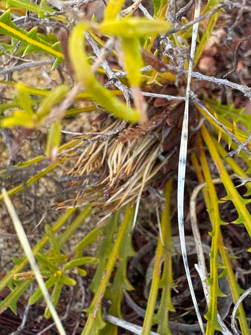 Banksia dallanneyi subsp. dallanneyi photo 4