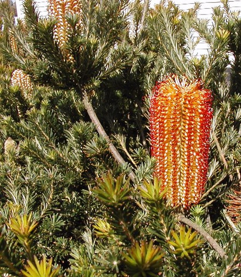 Banksia ericifolia subsp. ericifolia