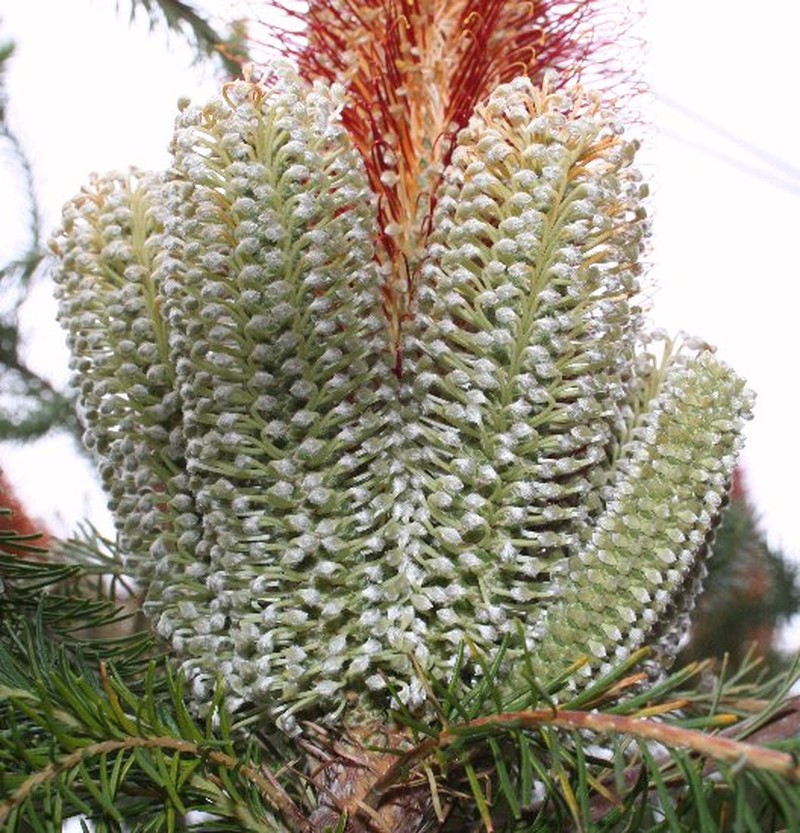 Banksia ericifolia subsp. ericifolia photo 2