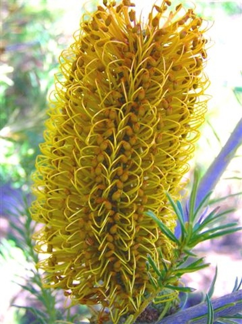Banksia ericifolia subsp. ericifolia photo 3