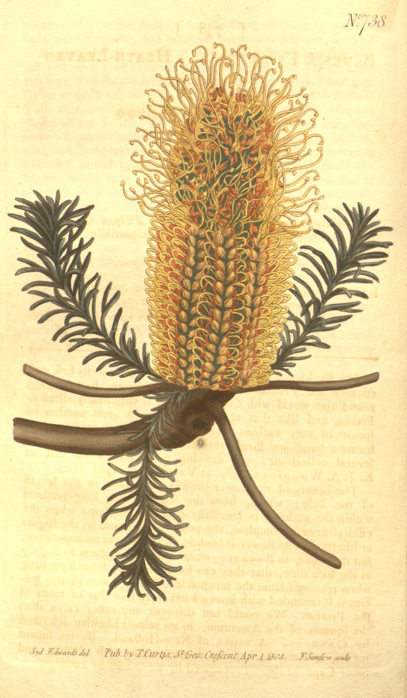 Banksia ericifolia subsp. ericifolia photo 4