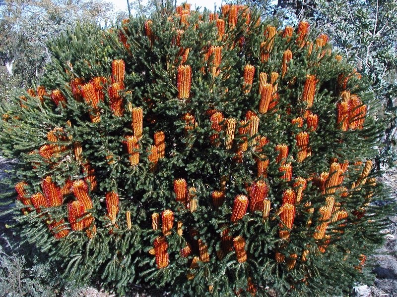 Banksia ericifolia subsp. ericifolia photo 5