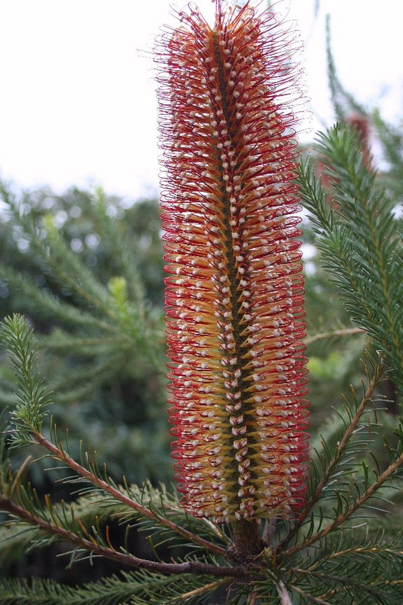 Banksia ericifolia subsp. ericifolia photo 6