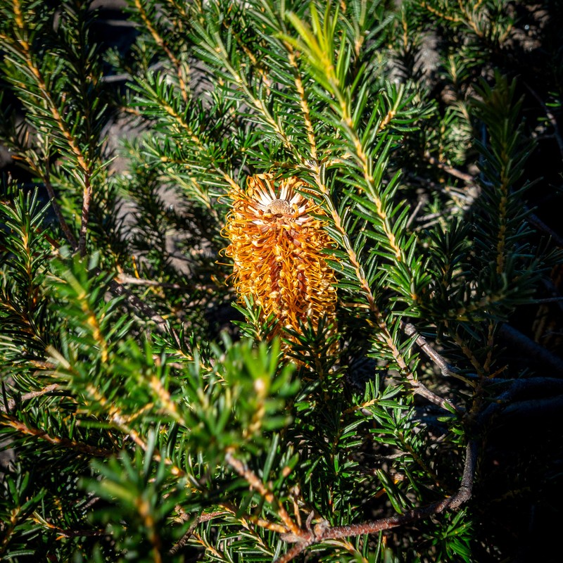 Banksia ericifolia subsp. ericifolia photo 7
