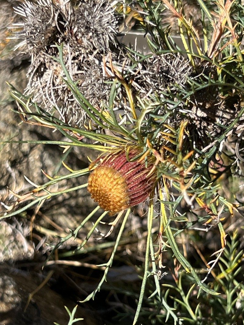 Banksia fraseri var. fraseri