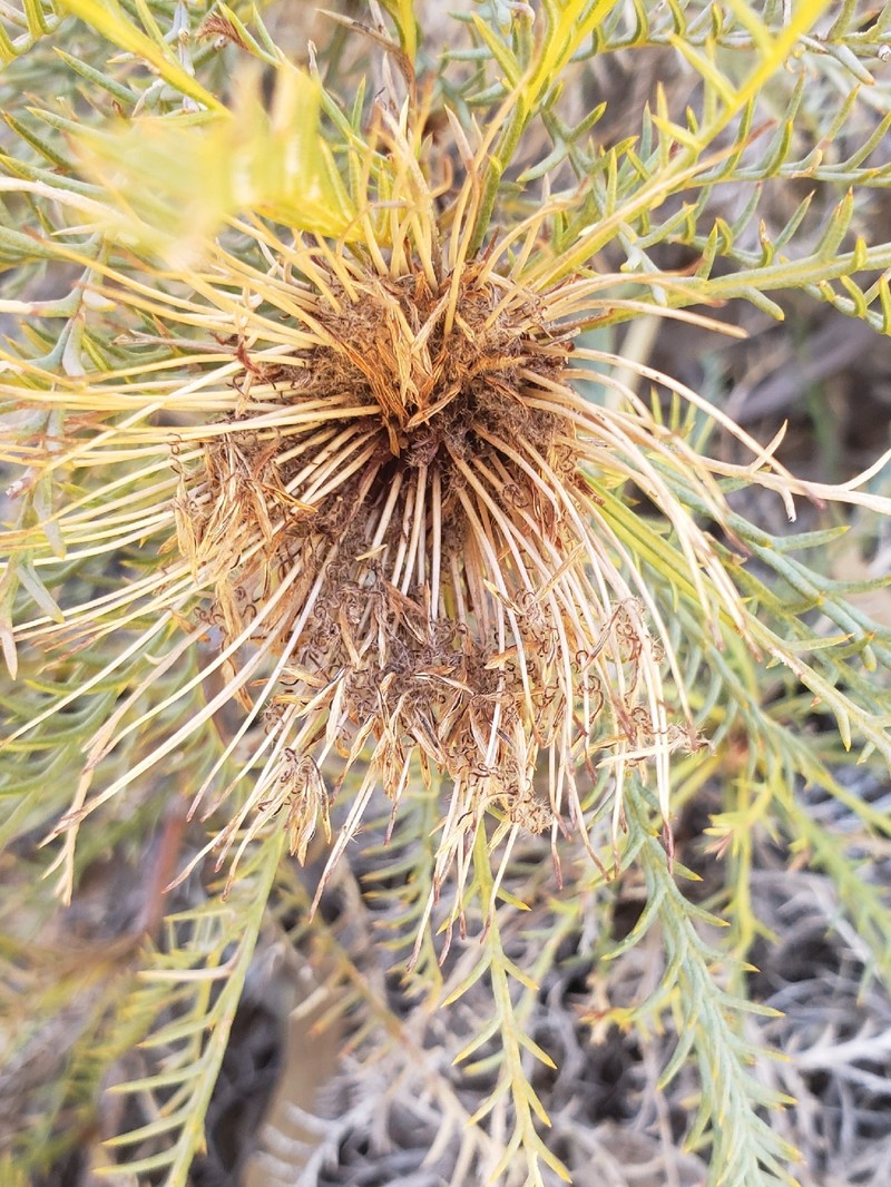 Banksia fraseri var. fraseri photo 2