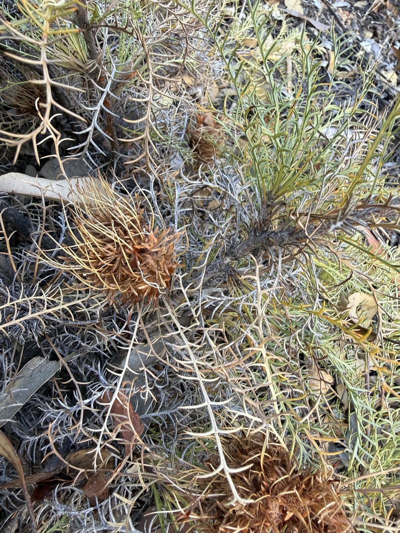 Banksia fraseri var. fraseri photo 3