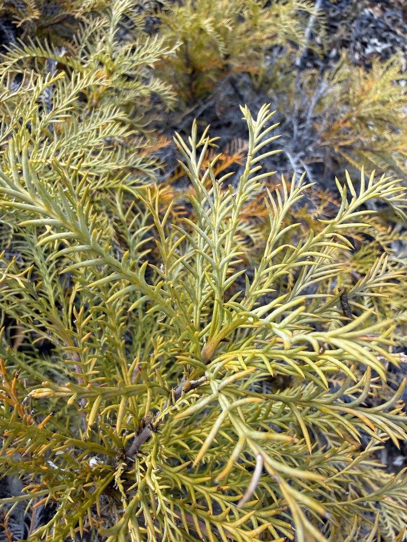Banksia fraseri var. fraseri photo 4
