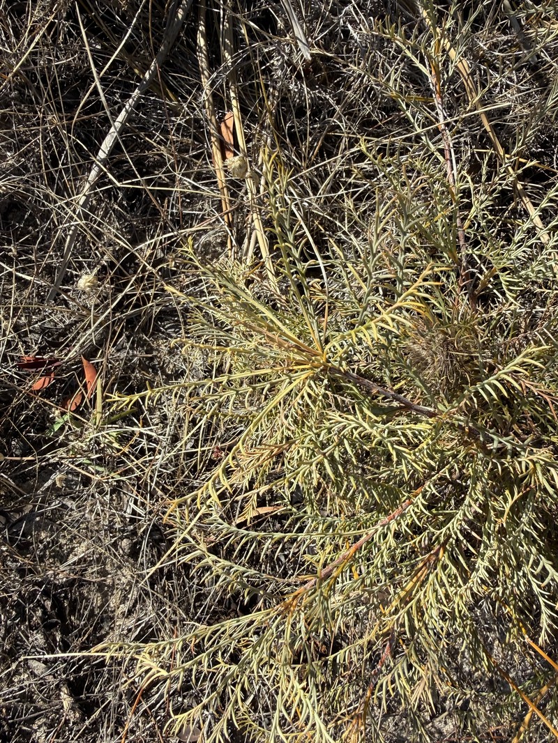 Banksia fraseri var. fraseri photo 5