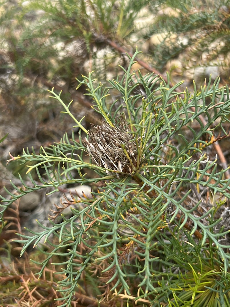 Banksia fraseri var. fraseri photo 6