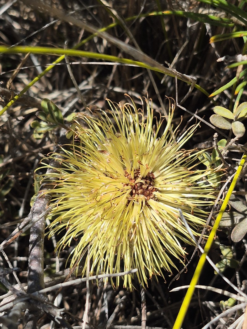Banksia incana var. incana