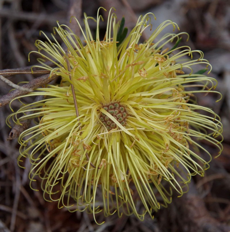 Banksia incana var. incana photo 2