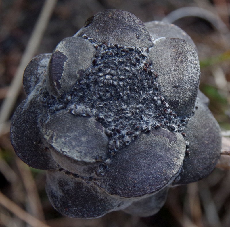 Banksia incana var. incana photo 3