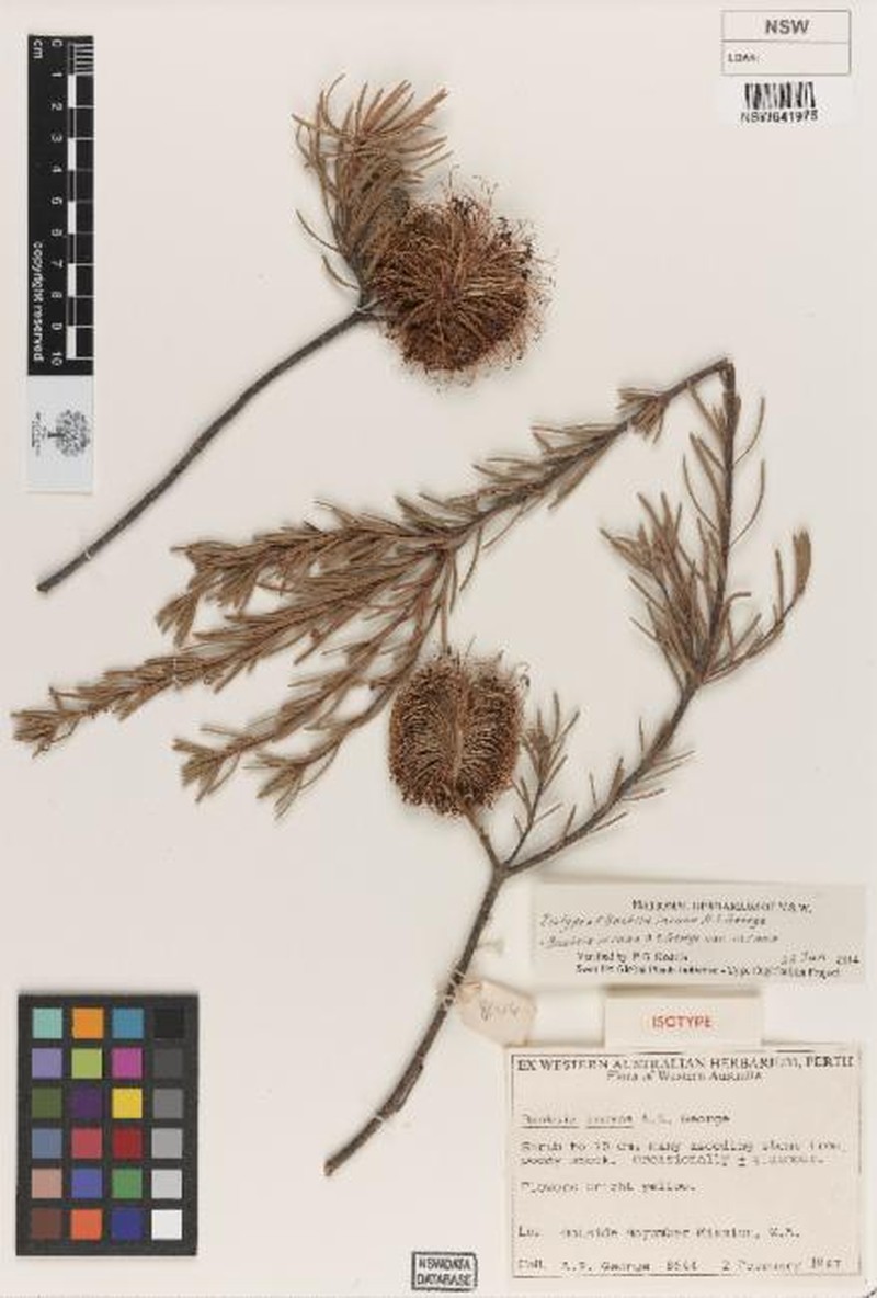 Banksia incana var. incana photo 4