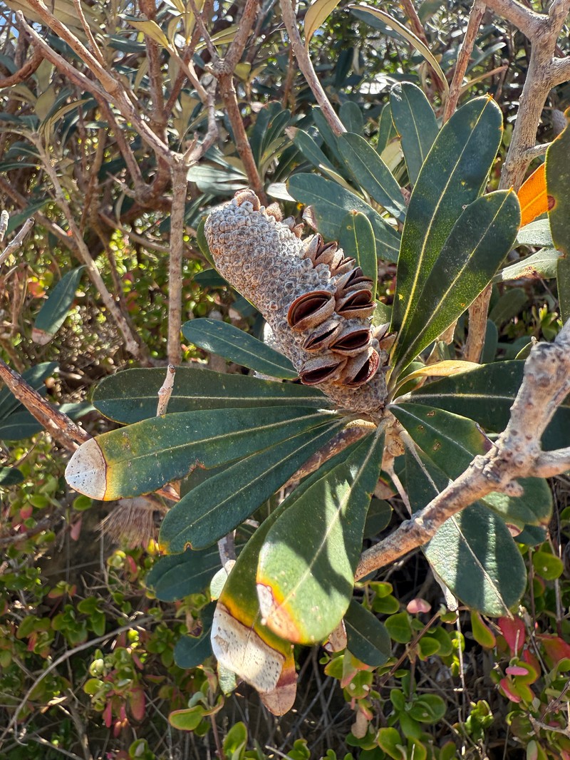 Banksia integrifolia subsp. integrifolia
