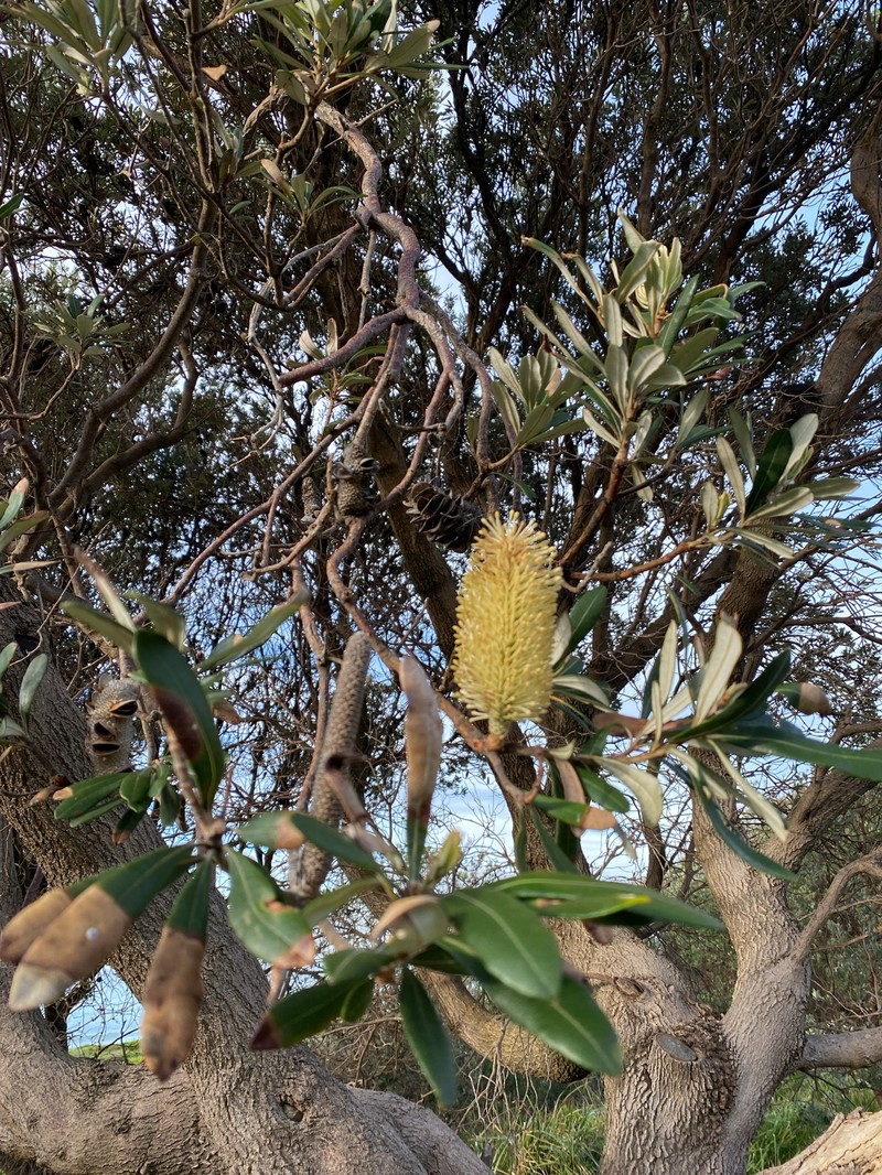 Banksia integrifolia subsp. integrifolia photo 2