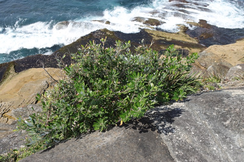 Banksia integrifolia subsp. integrifolia photo 3