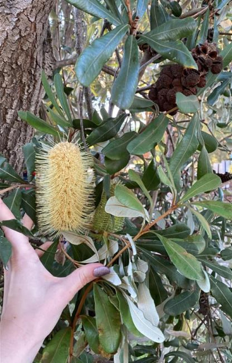 Banksia integrifolia subsp. integrifolia photo 4
