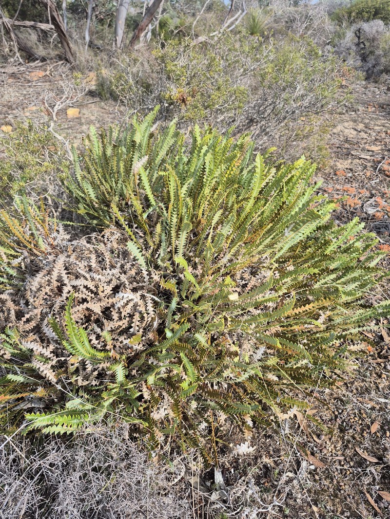 Banksia ionthocarpa subsp. ionthocarpa