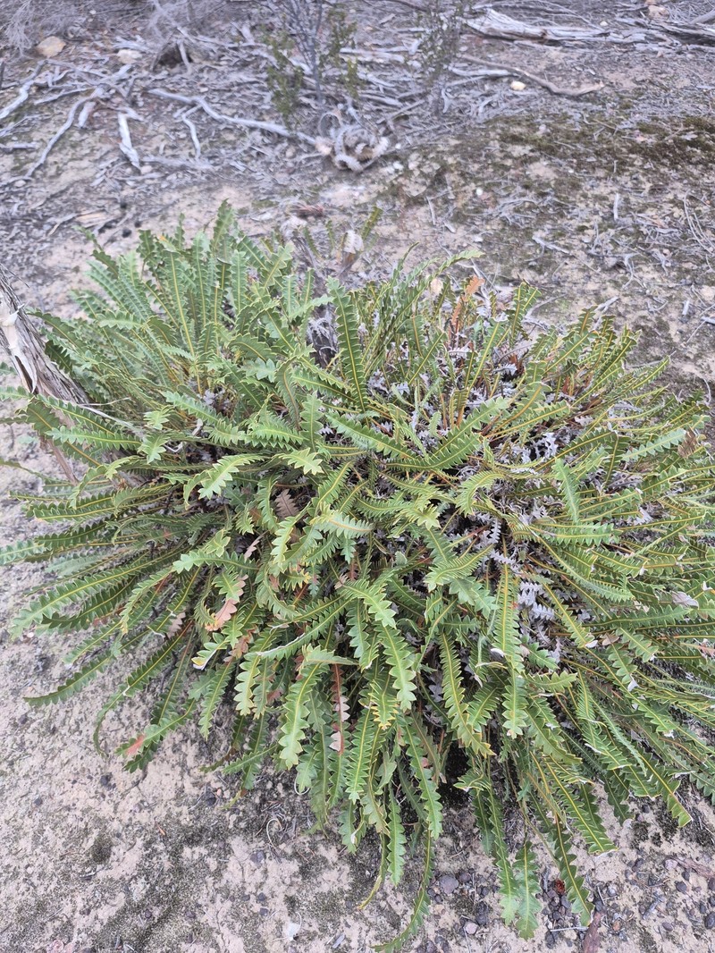 Banksia ionthocarpa subsp. ionthocarpa photo 2