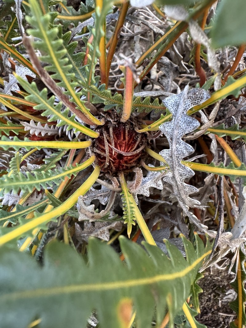 Banksia ionthocarpa subsp. ionthocarpa photo 3