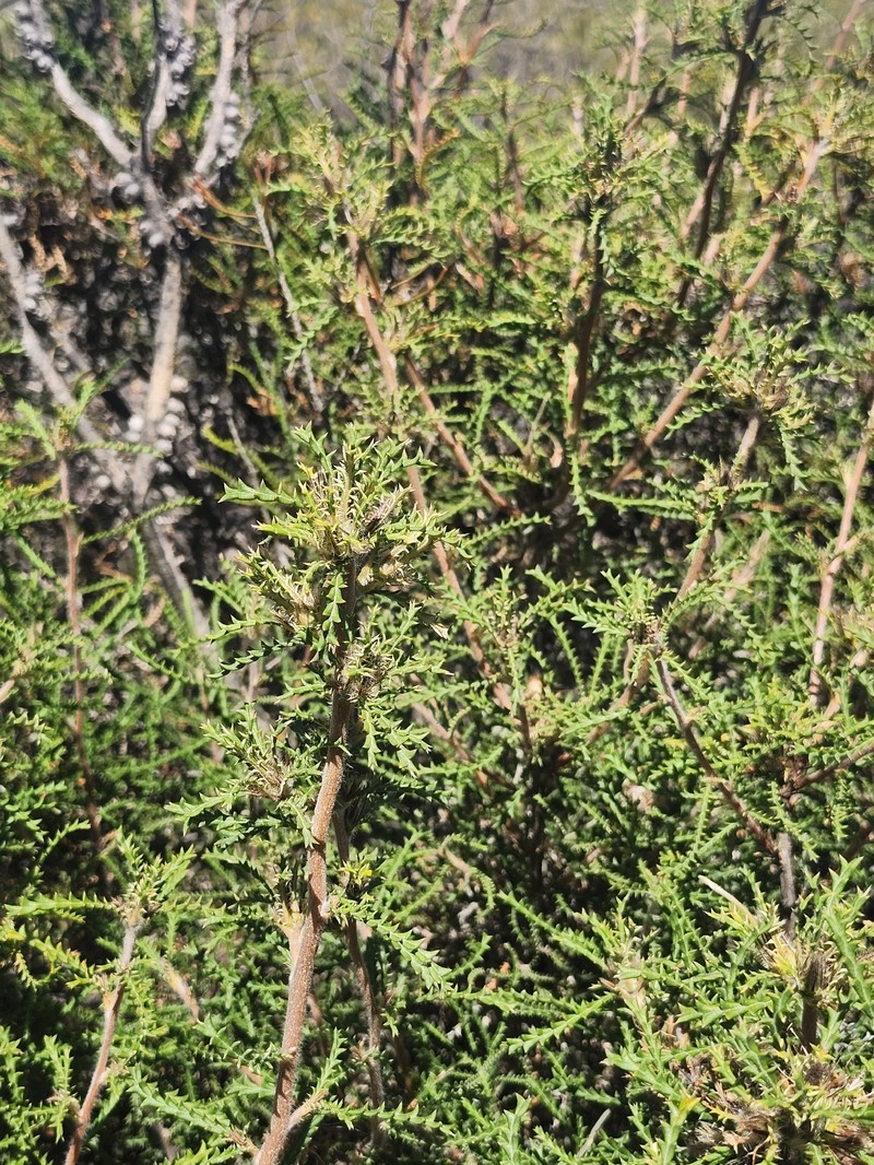 Banksia kippistiana var. kippistiana