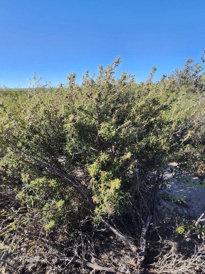 Banksia kippistiana var. kippistiana photo 2