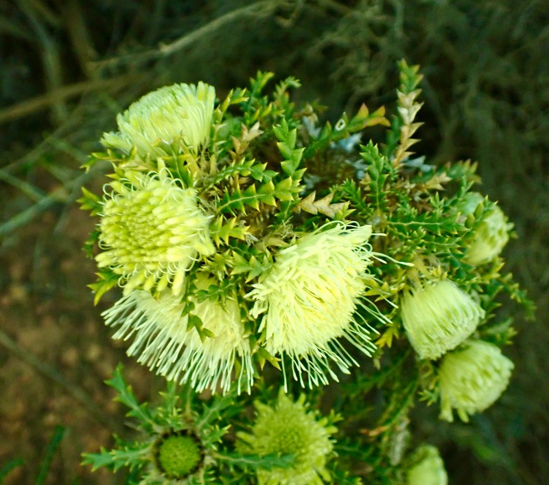 Banksia kippistiana var. kippistiana photo 4