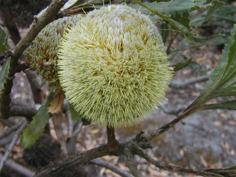 Banksia laevigata subsp. laevigata