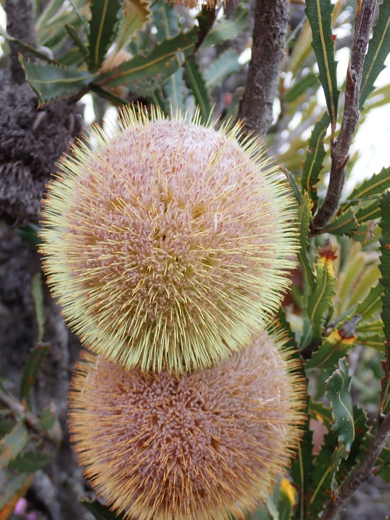 Banksia laevigata subsp. laevigata photo 2