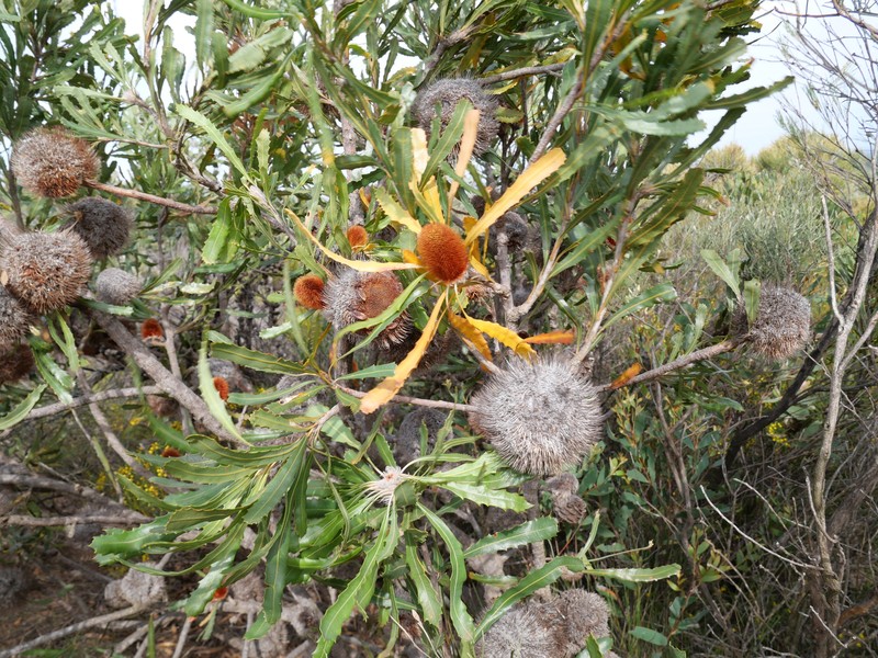 Banksia laevigata subsp. laevigata photo 3
