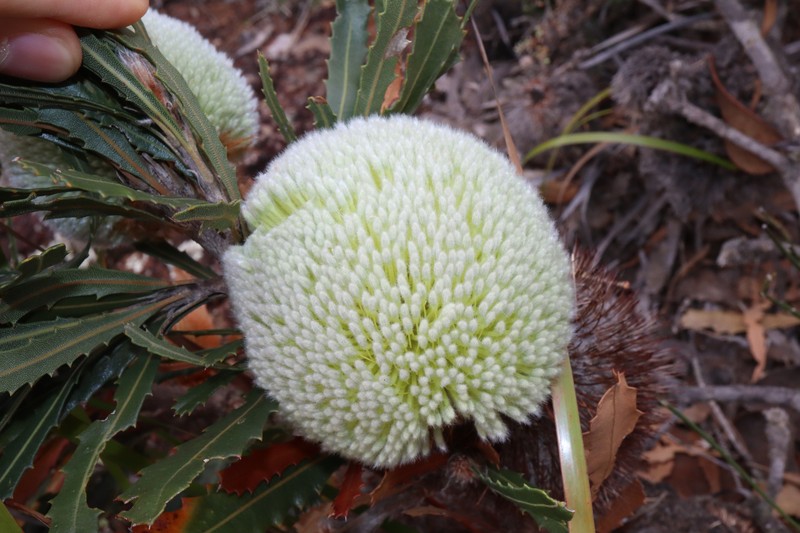 Banksia laevigata subsp. laevigata photo 4