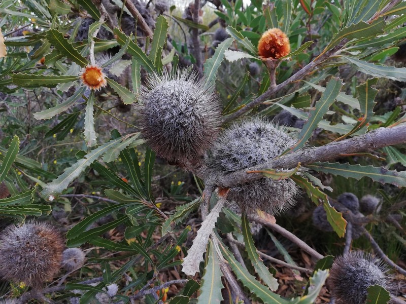 Banksia laevigata subsp. laevigata photo 5