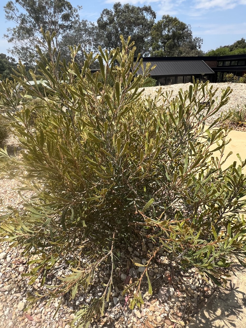 Banksia laevigata subsp. laevigata photo 6