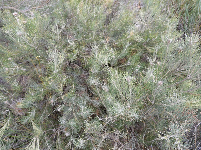 Banksia leptophylla var. leptophylla