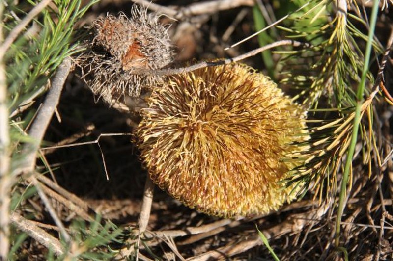 Banksia leptophylla var. leptophylla photo 2