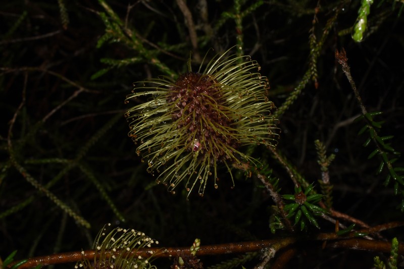 Banksia meisneri var. meisneri