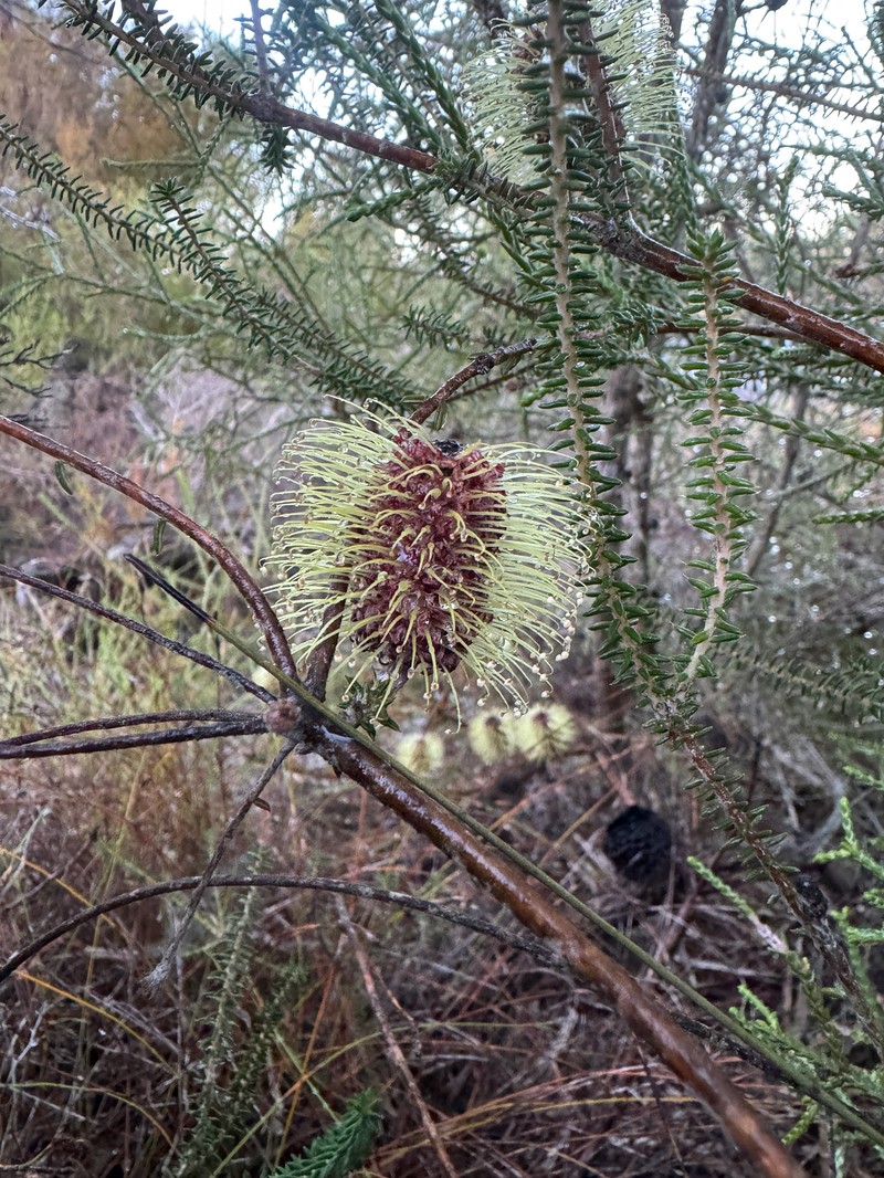 Banksia meisneri var. meisneri photo 2