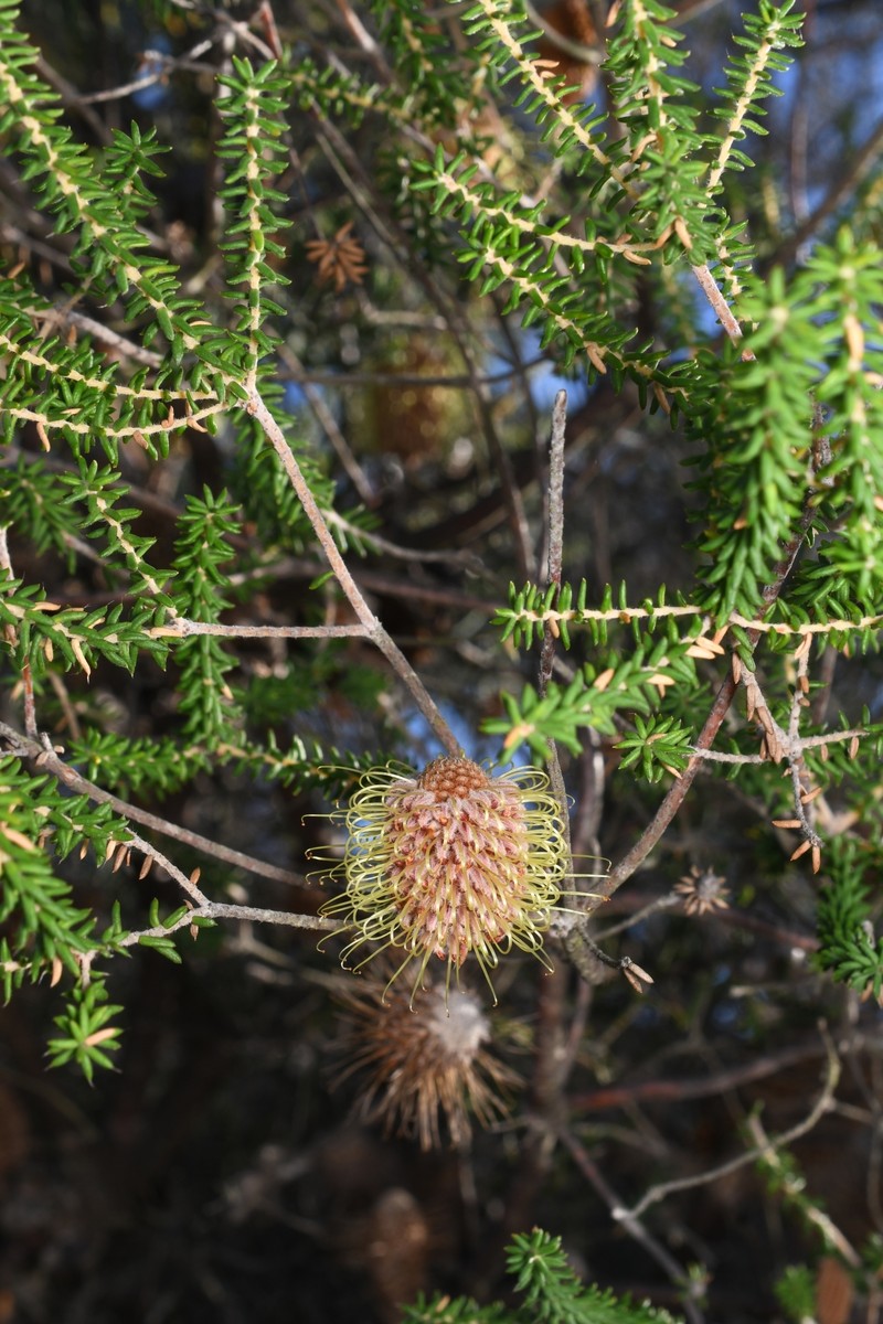 Banksia meisneri var. meisneri photo 3