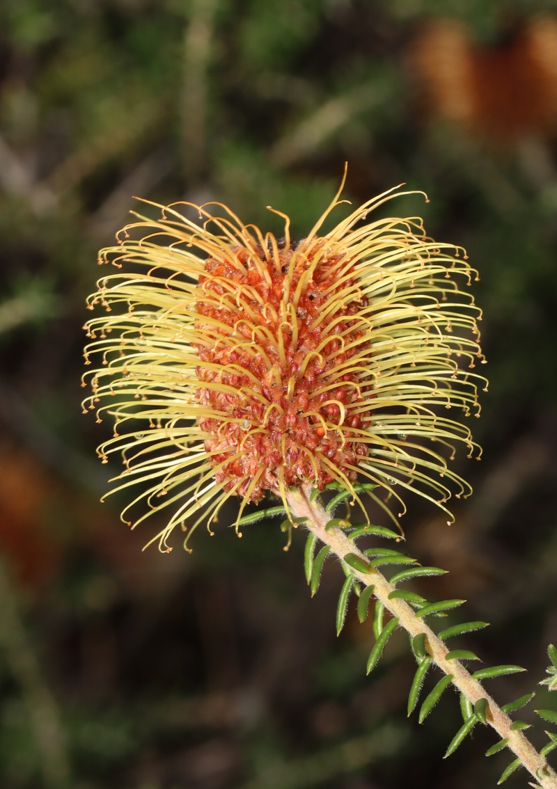 Banksia meisneri var. meisneri photo 4