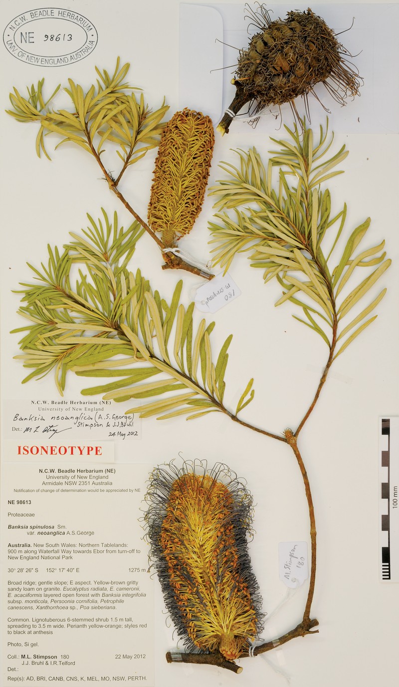 Banksia neoanglica
